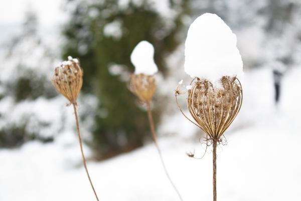 schnee