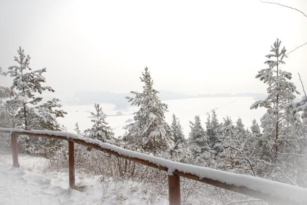 baeume-und-schnee