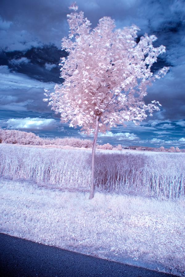obstbaum-infrarot