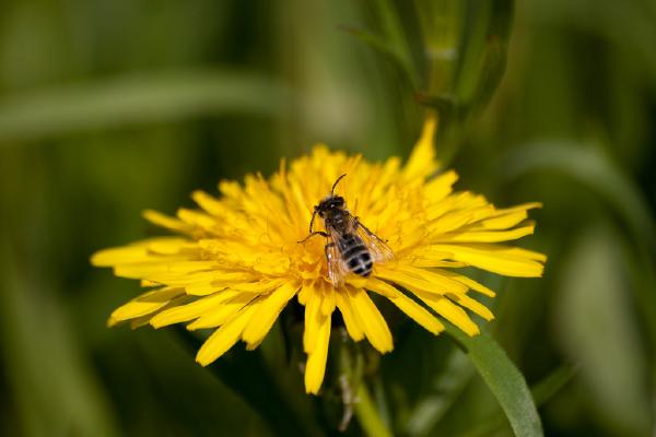 biene-und-loewenzahn