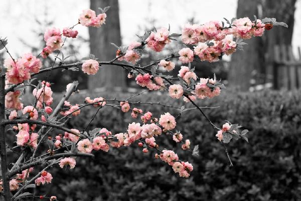 rosa-blueten