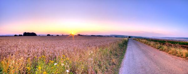getreidefeld-sonnenaufgang-panorama