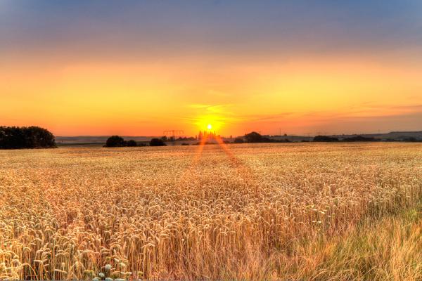 sonnenaufgang-getreidefeld