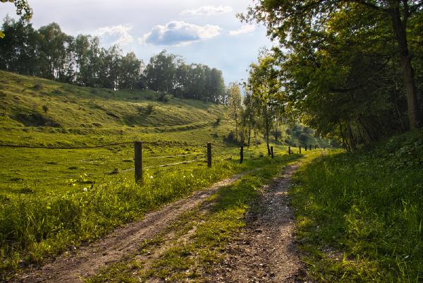 waldweg