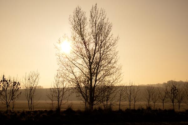 sonne-hinter-baum