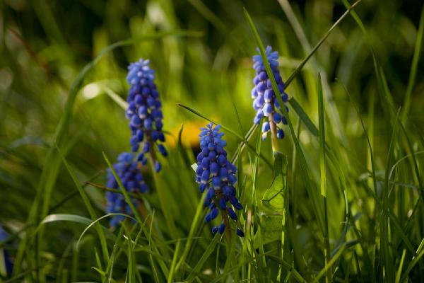 im-gras