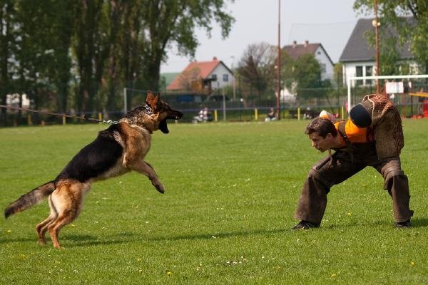 hundesport-mutig