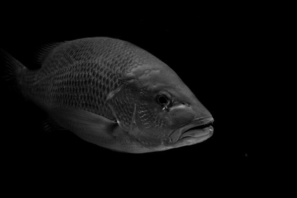 fisch-2
