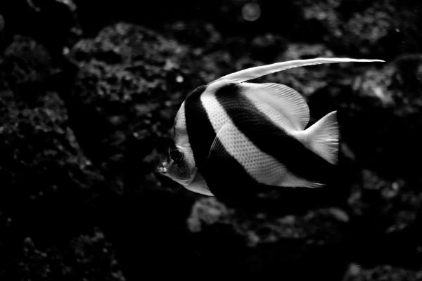fisch-1