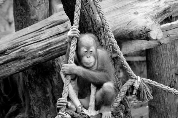 affe