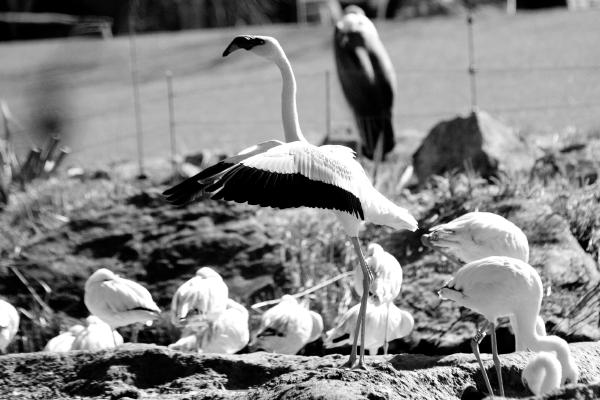 flamingo