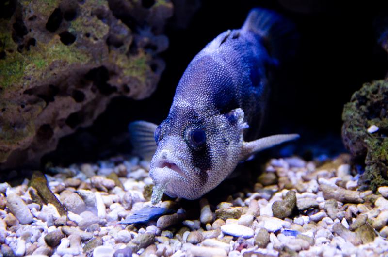 fisch-in-einer-hoehle