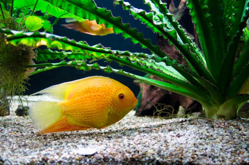 gelber-fisch-im-a