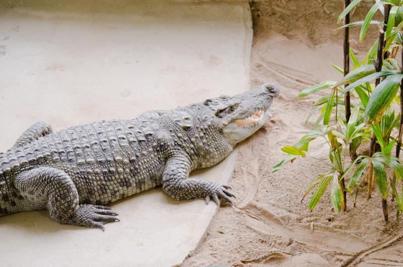 krokodil